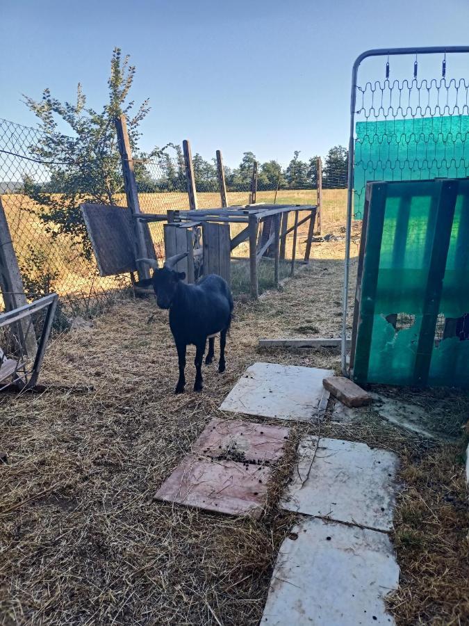 Agriturismo Podere La Selva Villa Serre Di Rapolano Kültér fotó