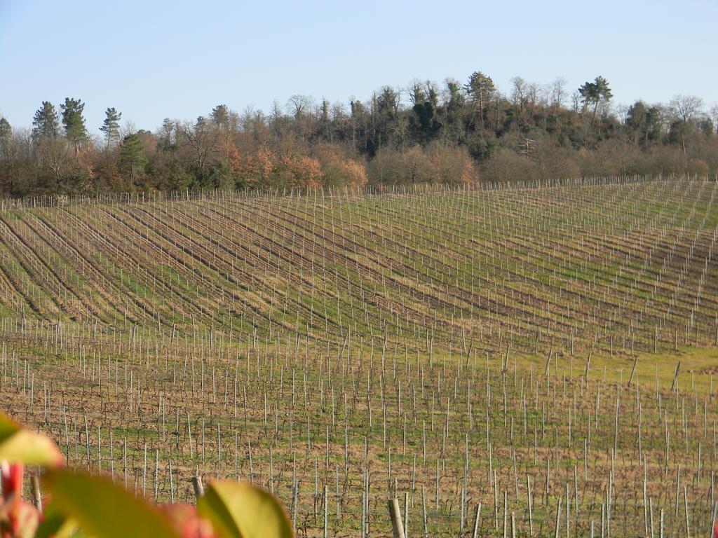 Agriturismo Podere La Selva Villa Serre Di Rapolano Kültér fotó