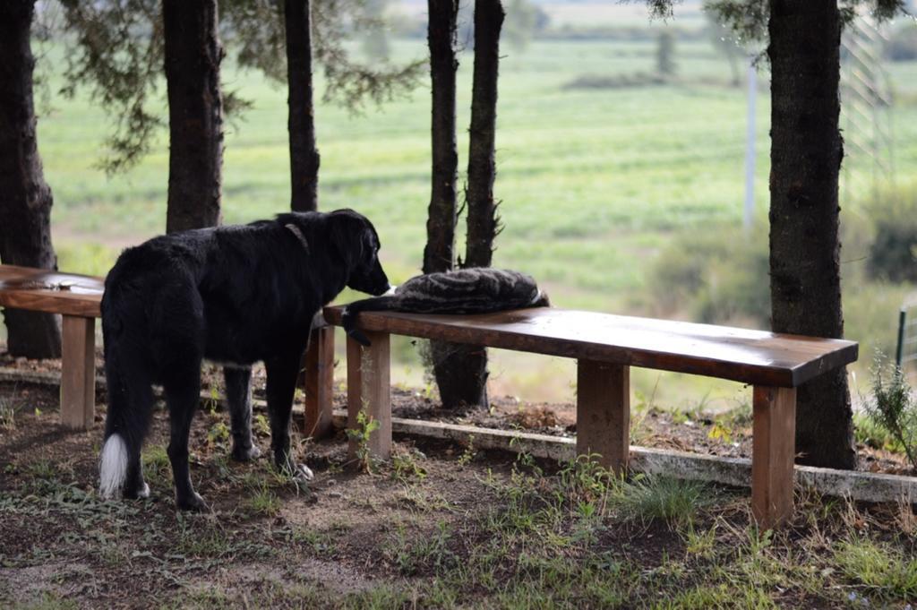 Agriturismo Podere La Selva Villa Serre Di Rapolano Kültér fotó